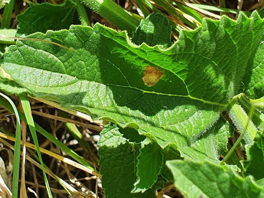 Priva curtisiae leaf