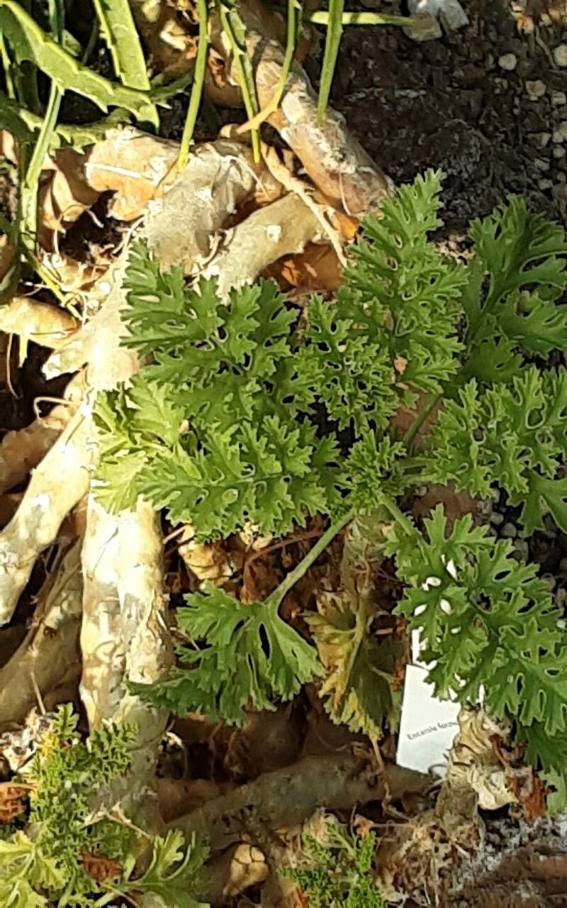 Pelargonium crithmifolium — houseplant care guide