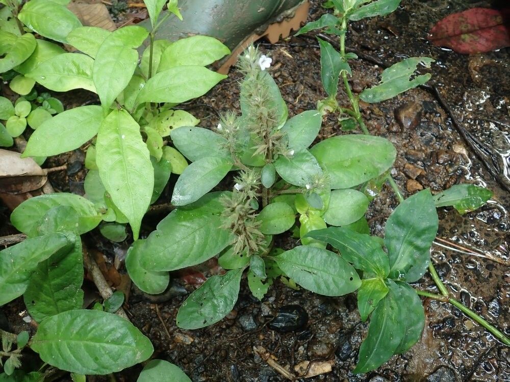 Staurogyne letestuana — search result for 'Staurogyne'