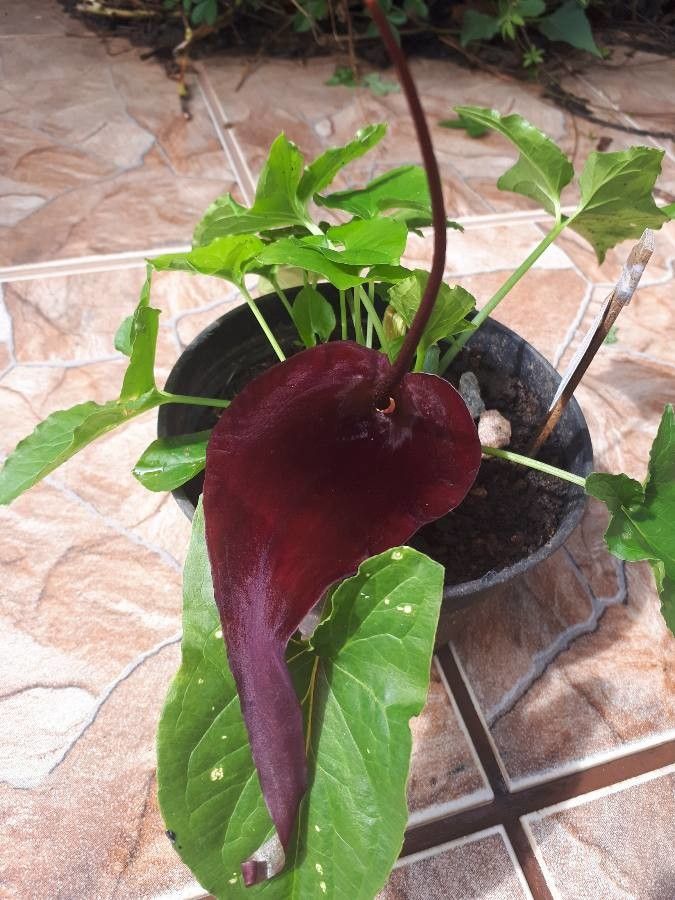 Typhonium blumei flower