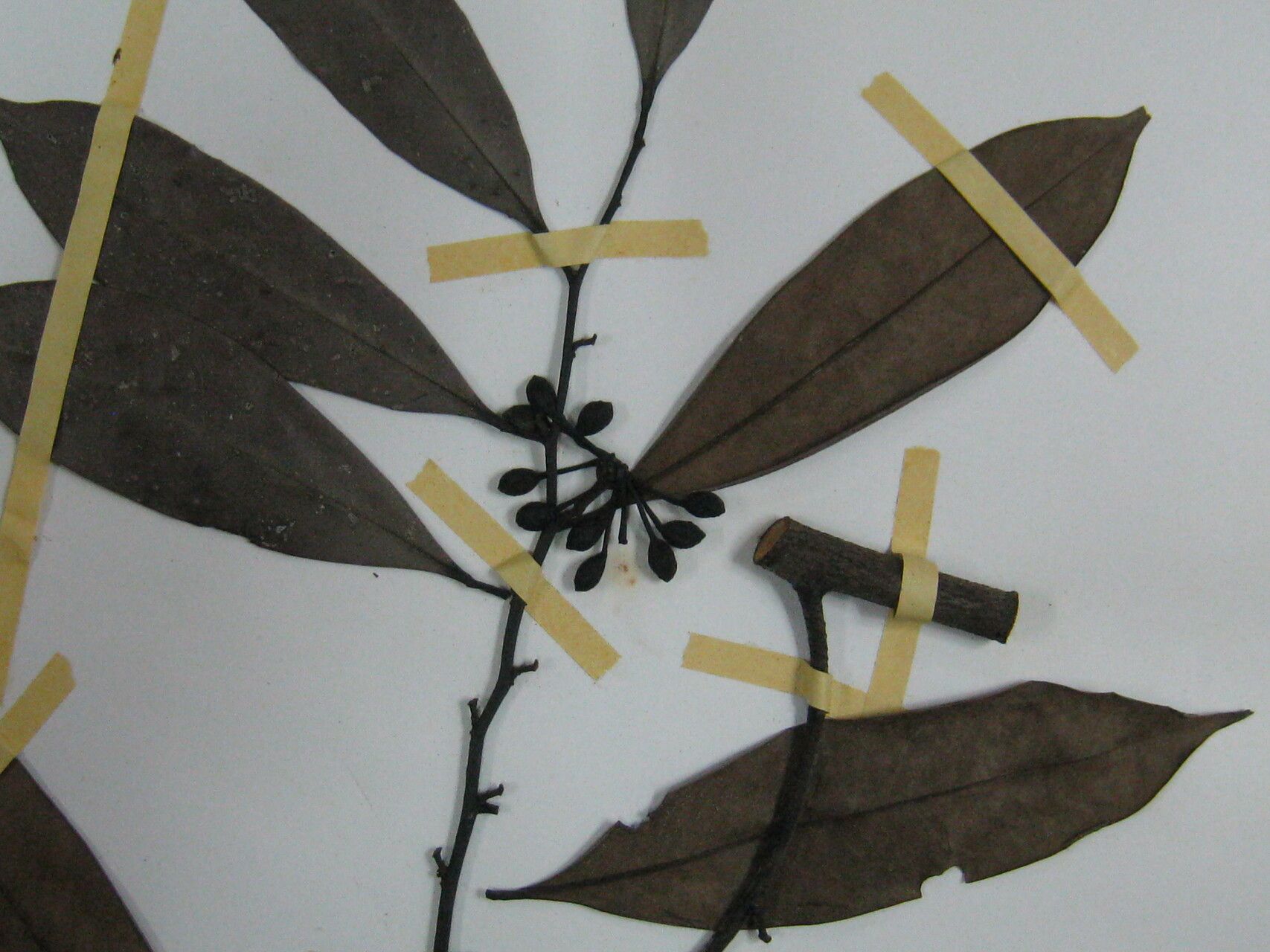 Guatteria leucotricha other