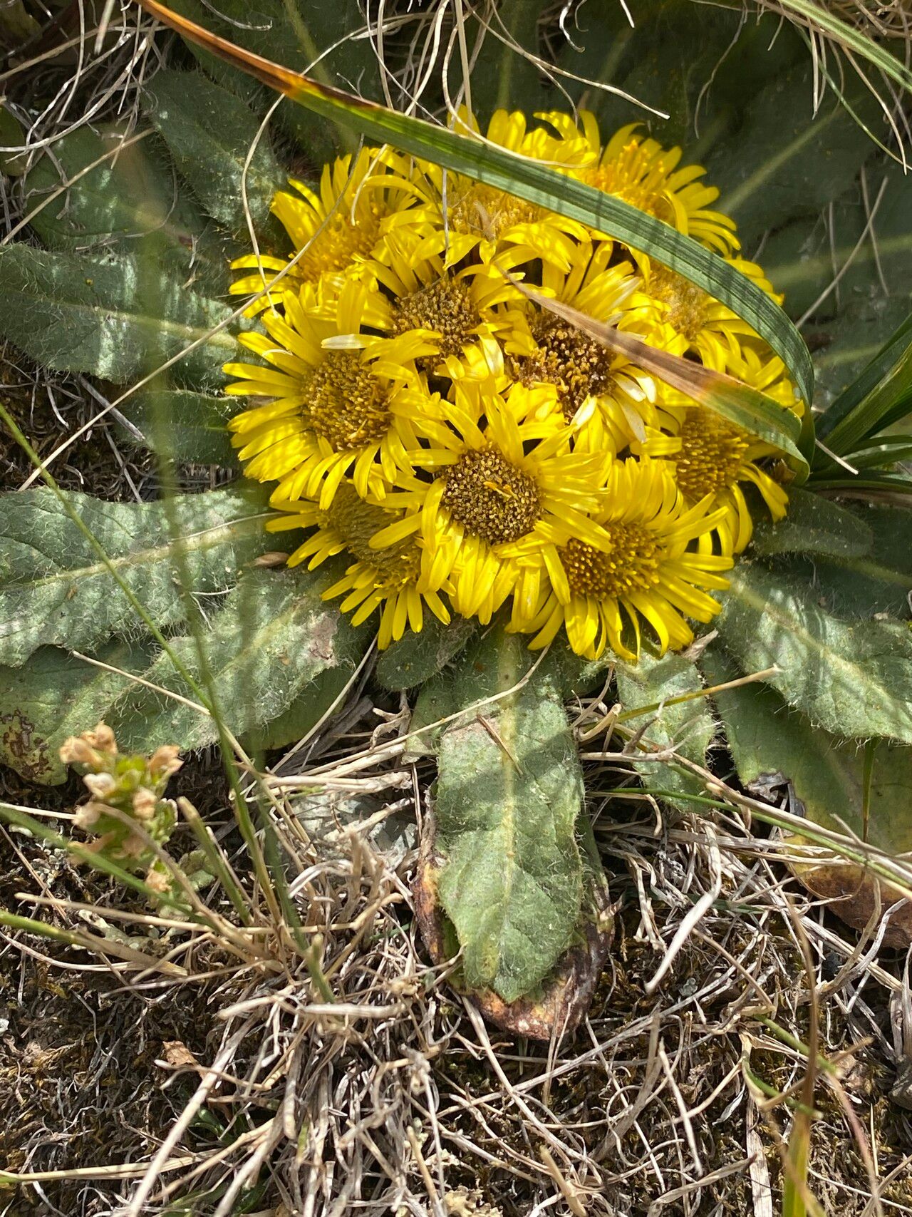 Inula rhizocephala leaf