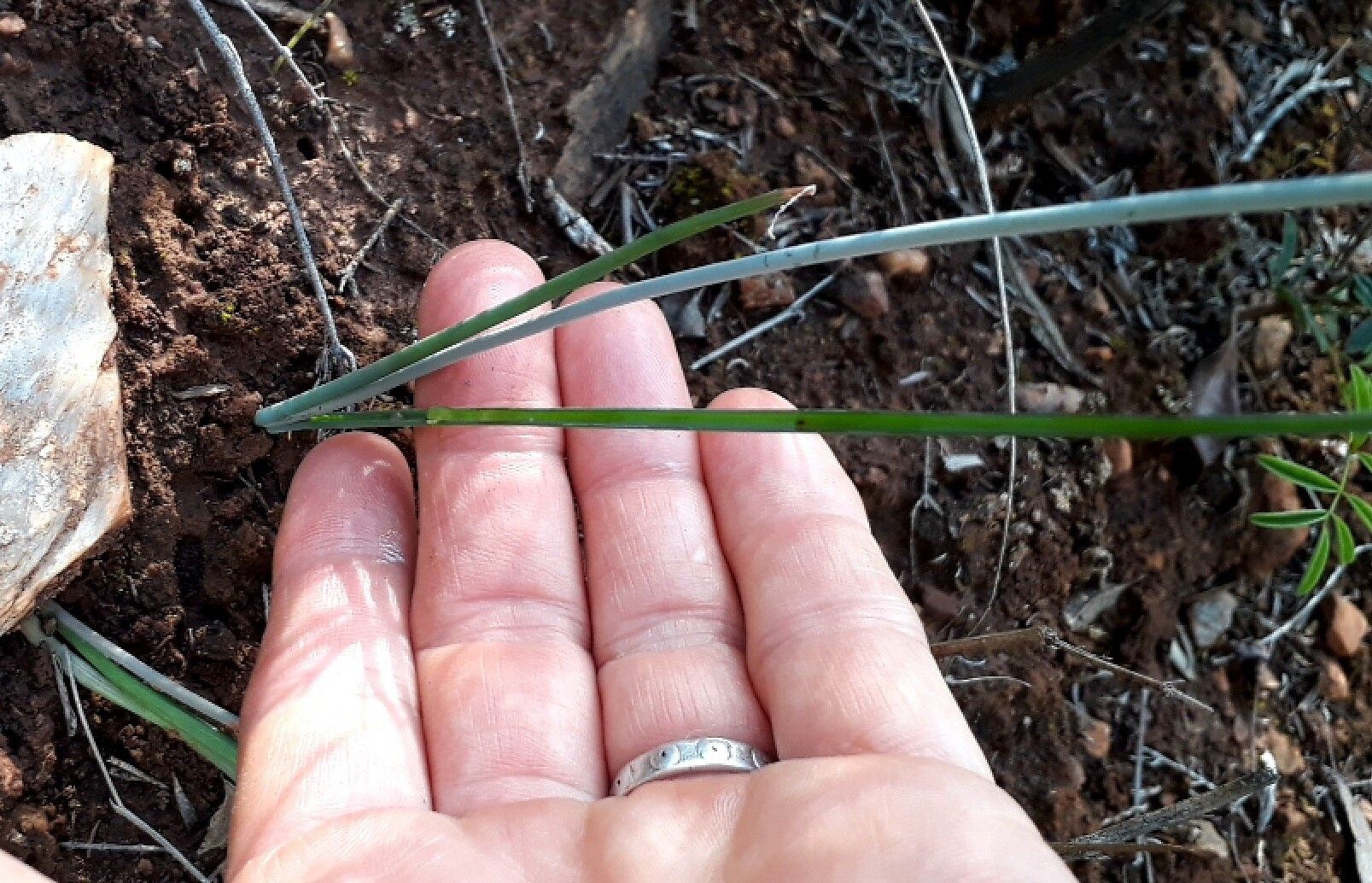 Dipcadi brevifolium — related species from the same genus