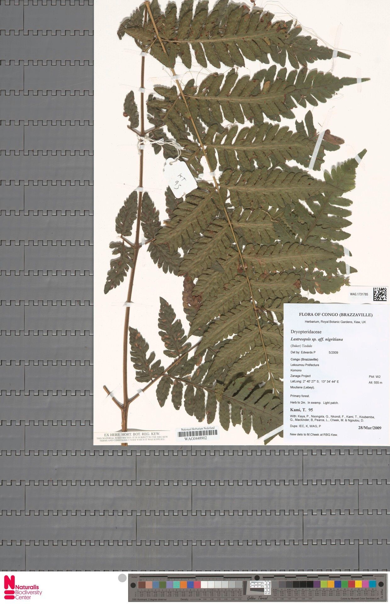 Parapolystichum nigritianum — houseplant care guide