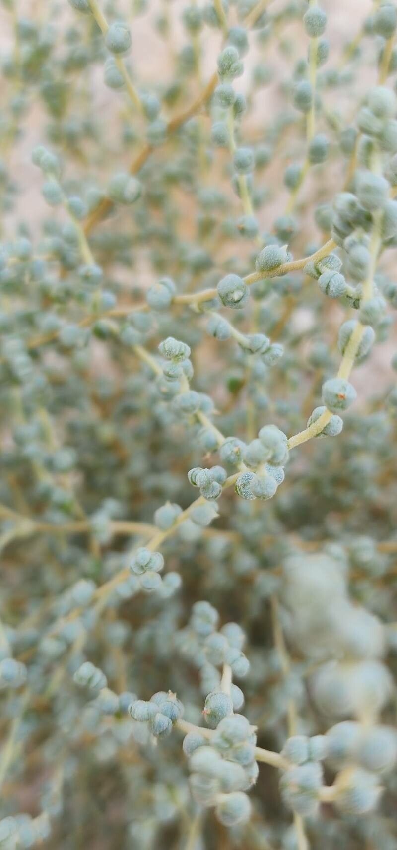 Caroxylon jordanicola bark