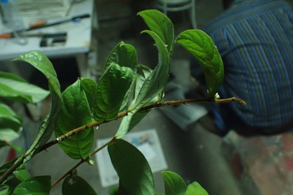 Dichapetalum bangii — houseplant care guide