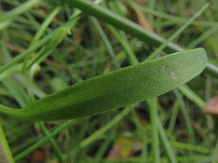 Ranunculus lingua leaf