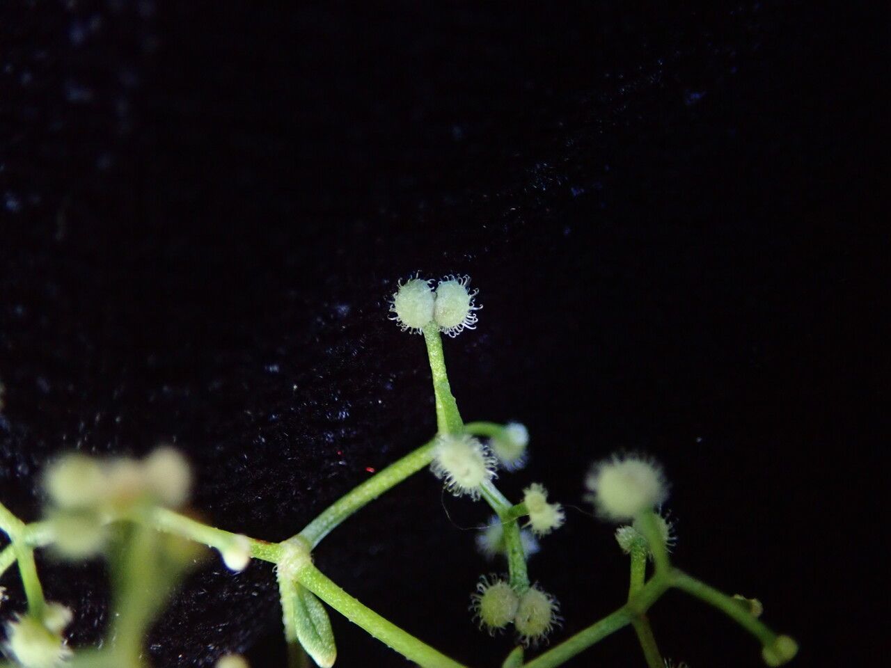 Galium elegans habit