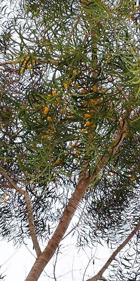 Acacia confusa flower