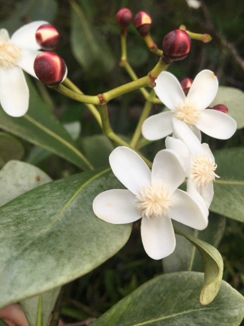 Clusia criuva flower