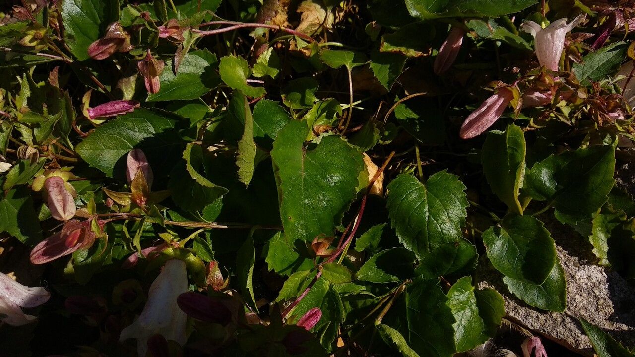 Campanula betulifolia — search result for 'Campanulaceae'