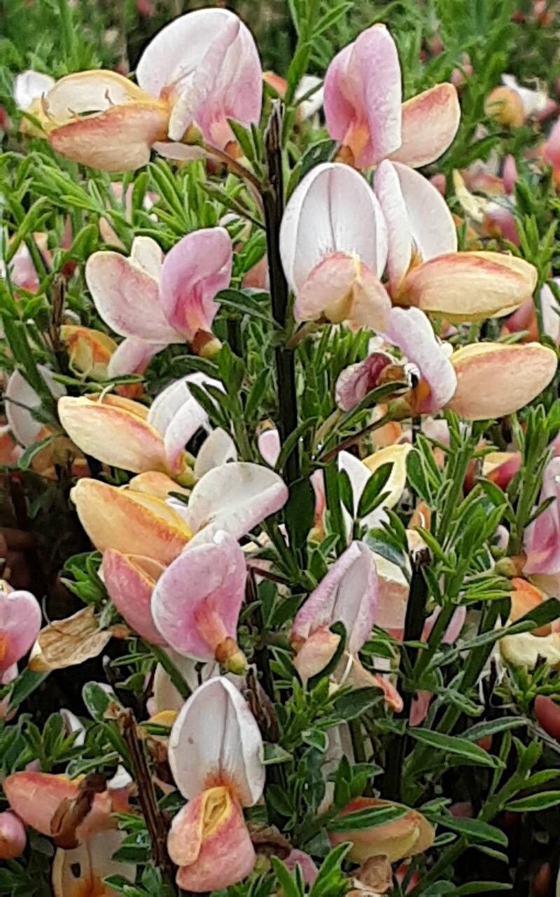 Chamaecytisus purpureus flower