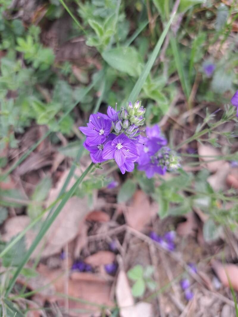 Veronica satureiifolia — houseplant care guide