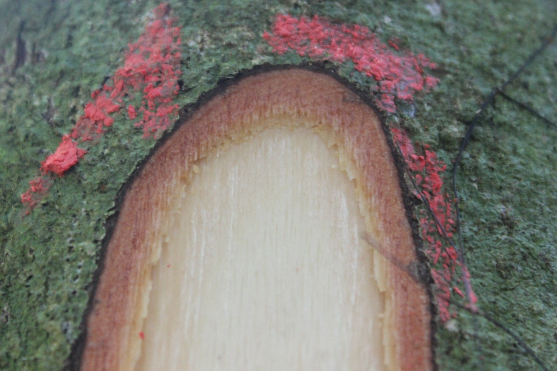 Diospyros hoyleana bark