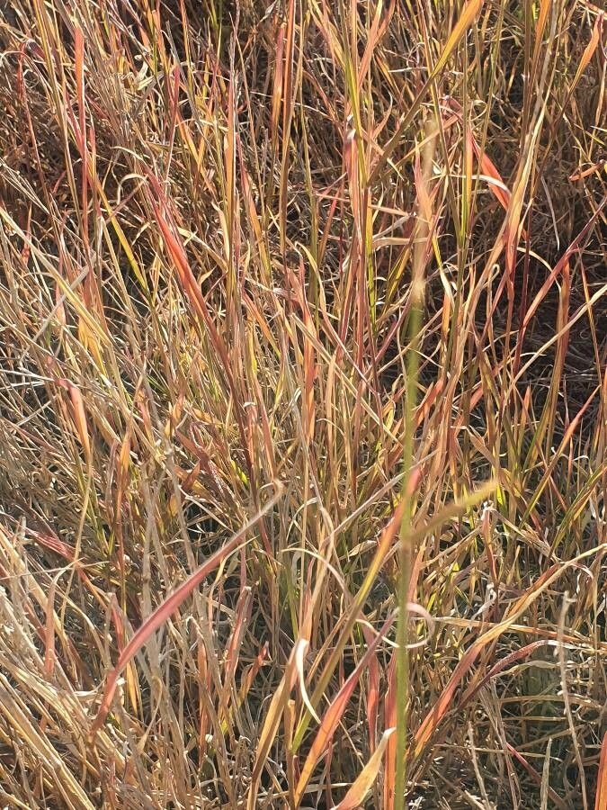Cenchrus stramineus leaf