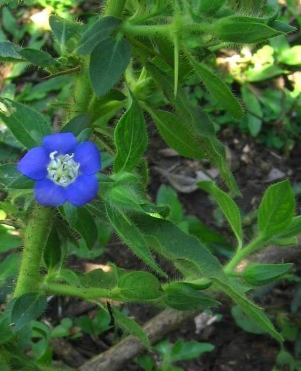 Hydrolea quadrivalvis habit