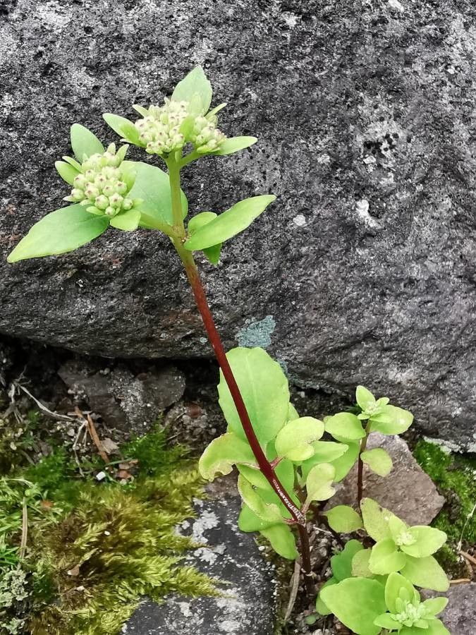 Hylotelephium viviparum — houseplant care guide