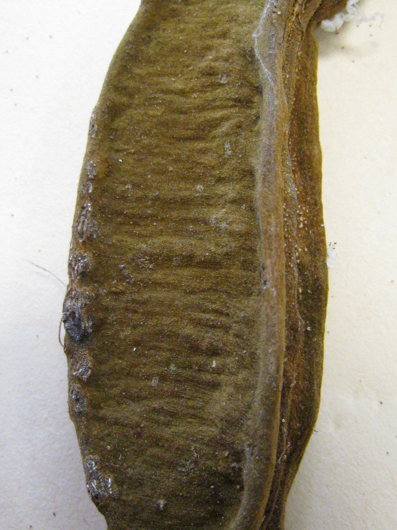 Inga rubiginosa fruit