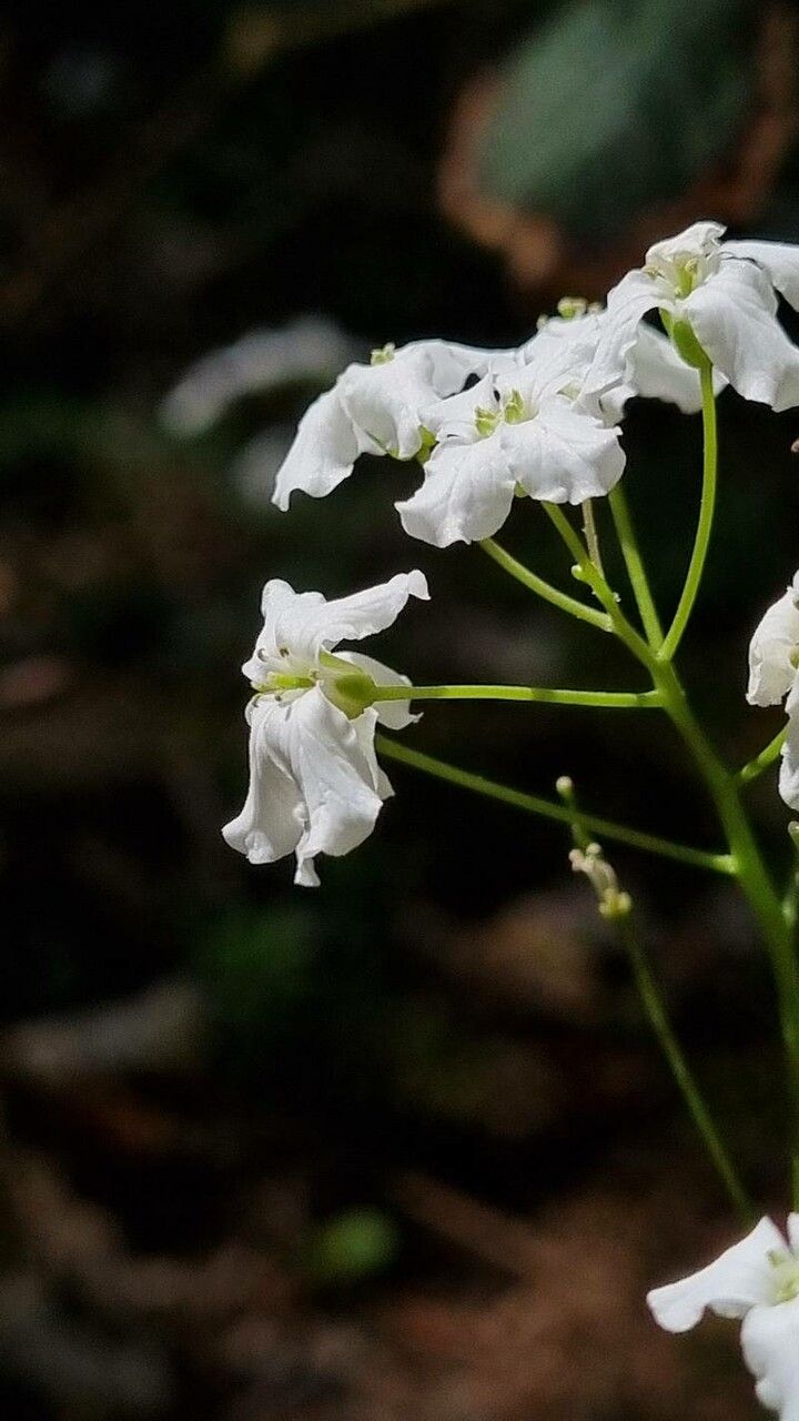 Cardamine trifolia flower