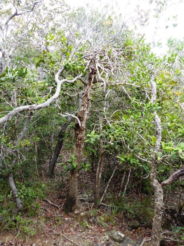 Syzygium sarmentosum habit