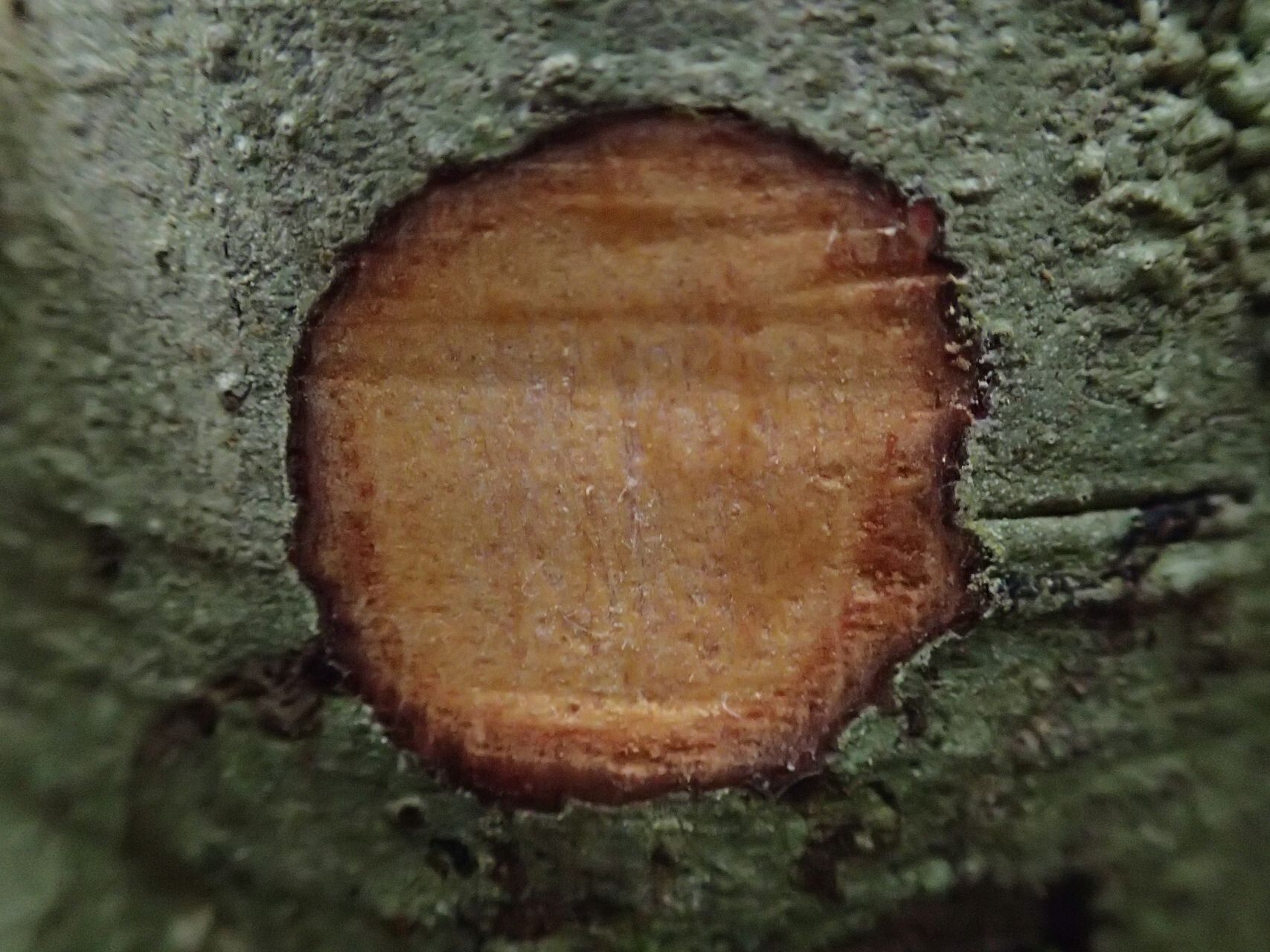 Ficus nitidifolia bark