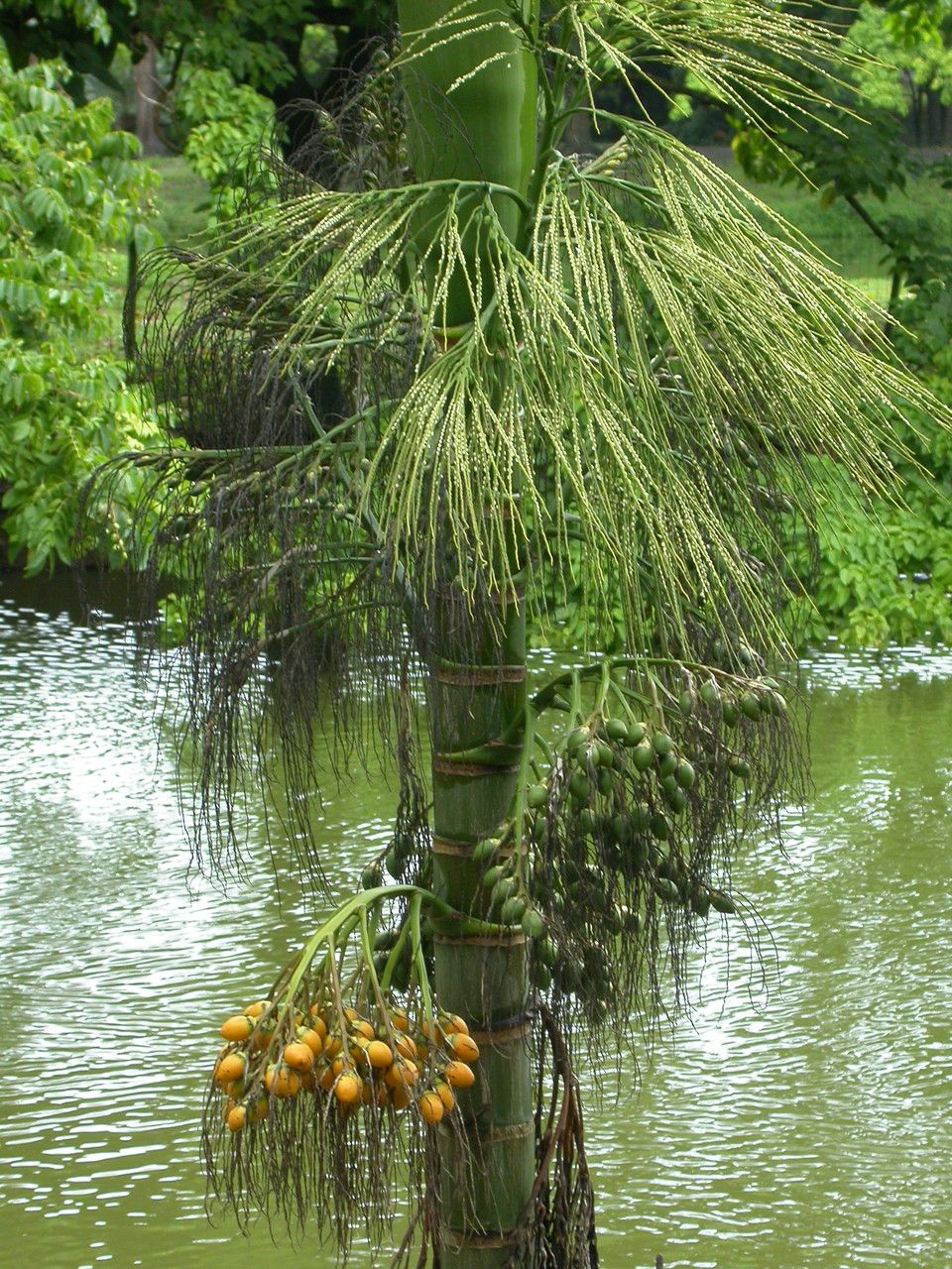 Areca catechu fruit
