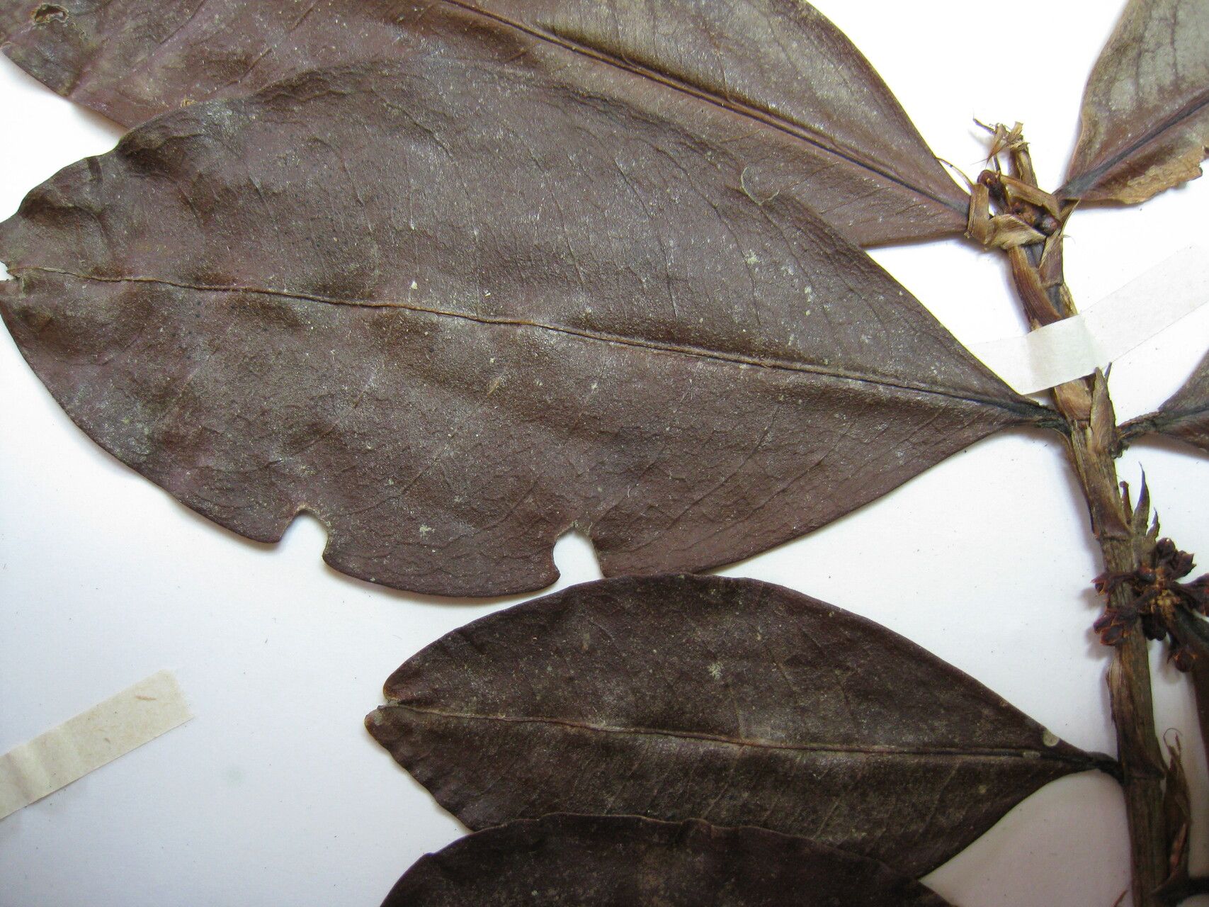 Erythroxylum mucronatum other