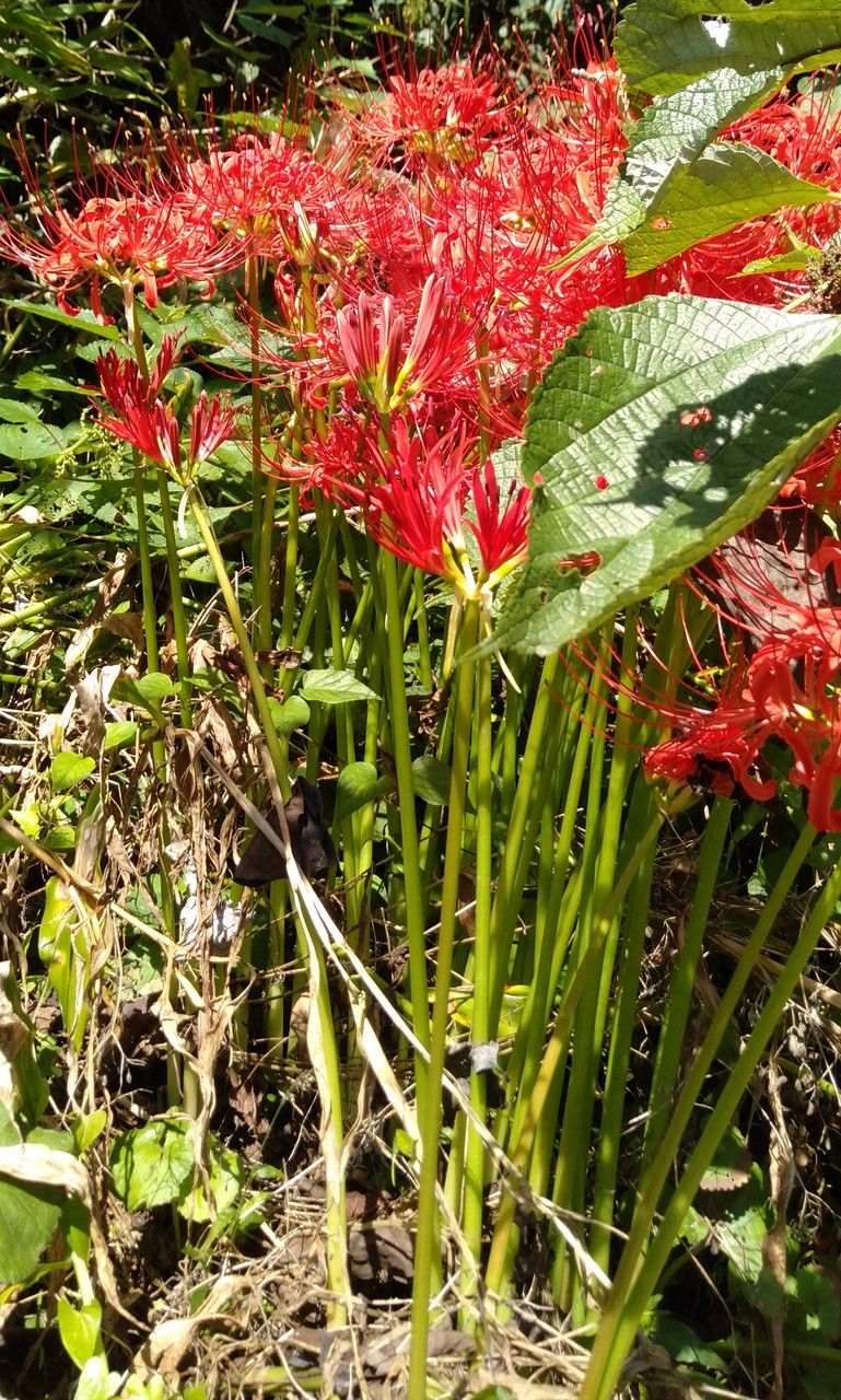 Lycoris radiata