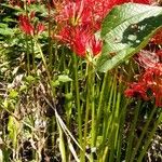 Lycoris radiata