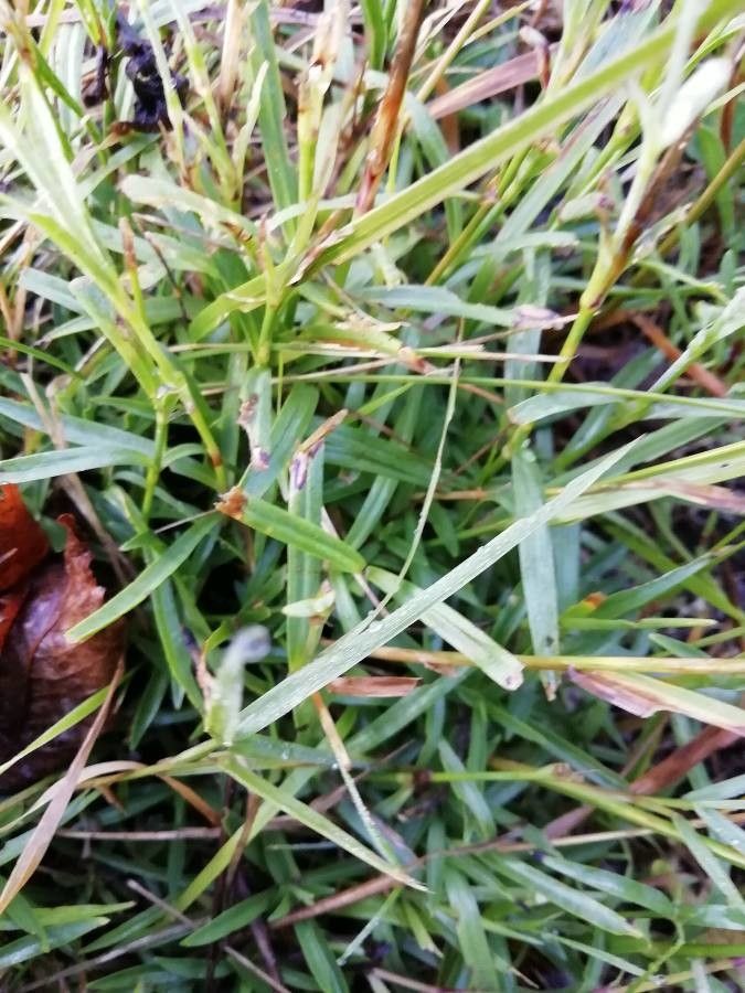 Dianthus seguieri leaf