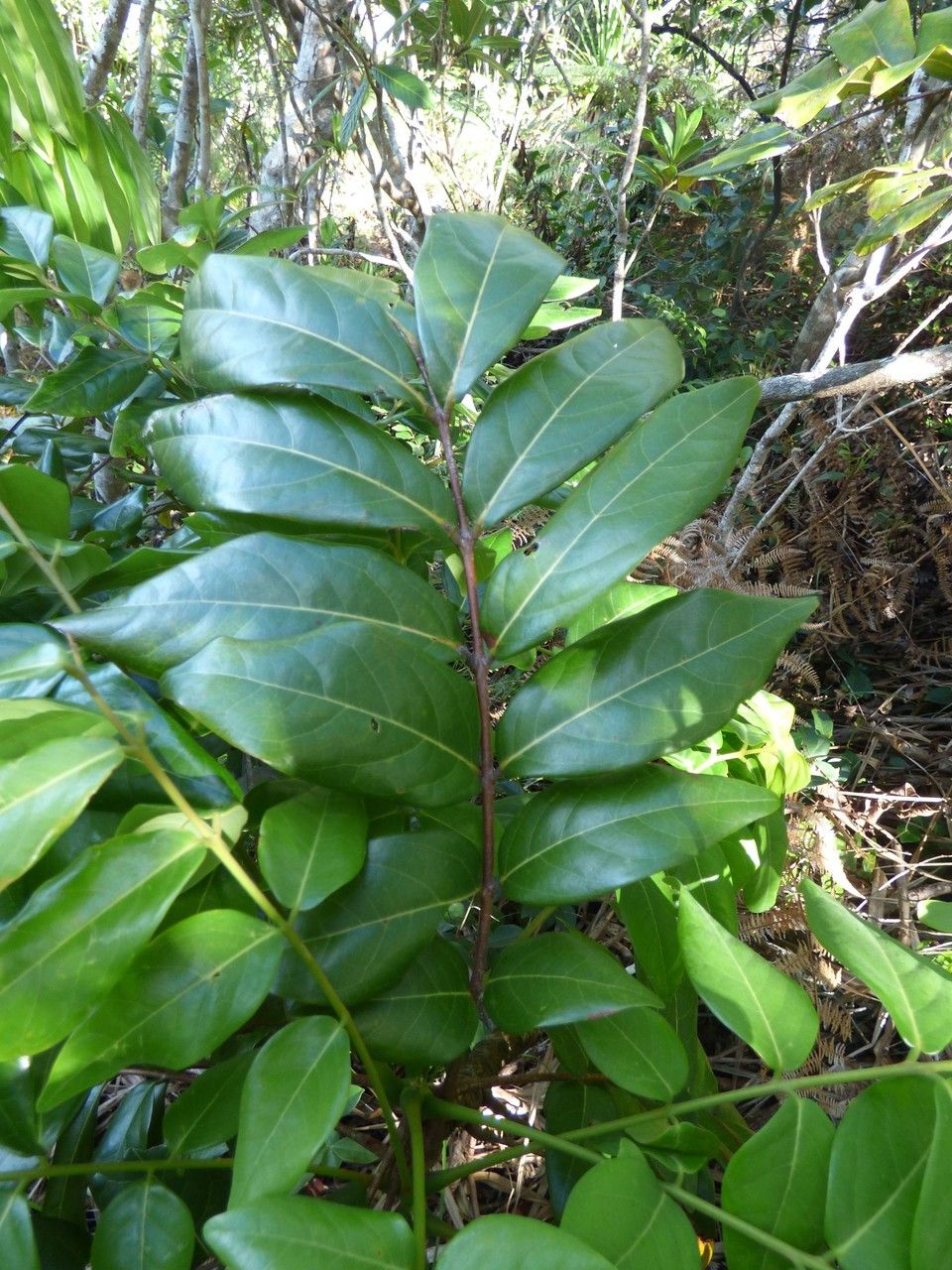 Cnestis glabra — related species from the same genus