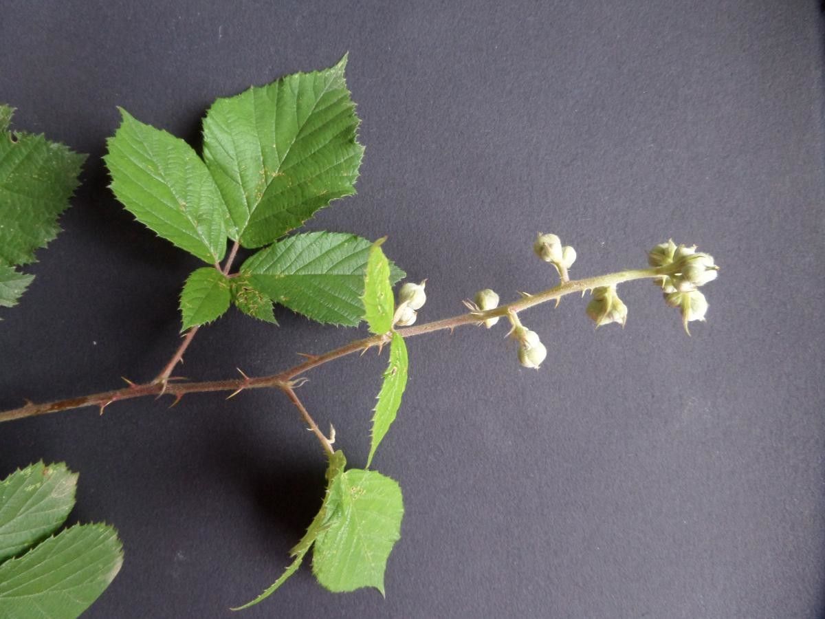 Rubus propinquus flower