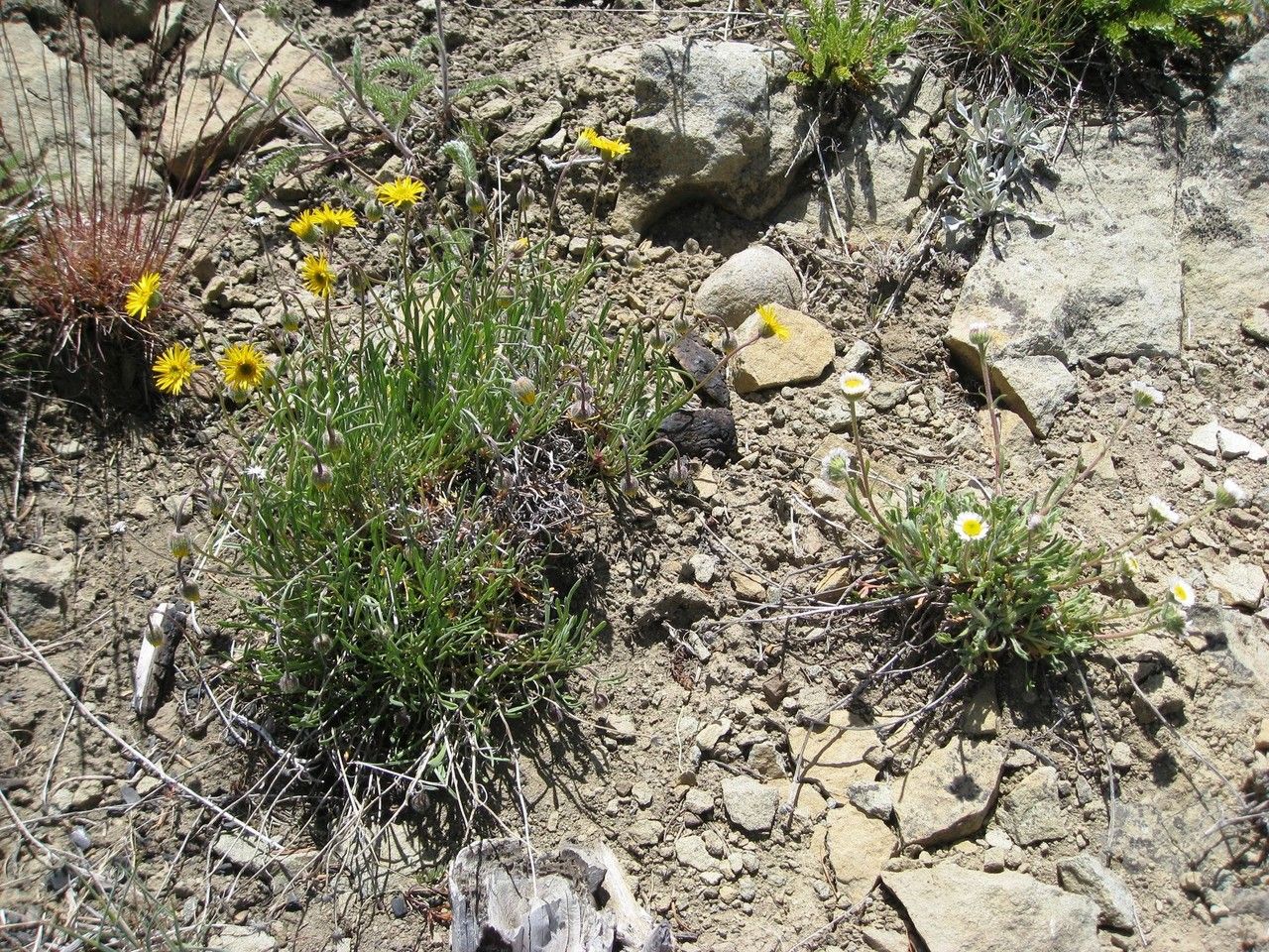 Erigeron linearis habit