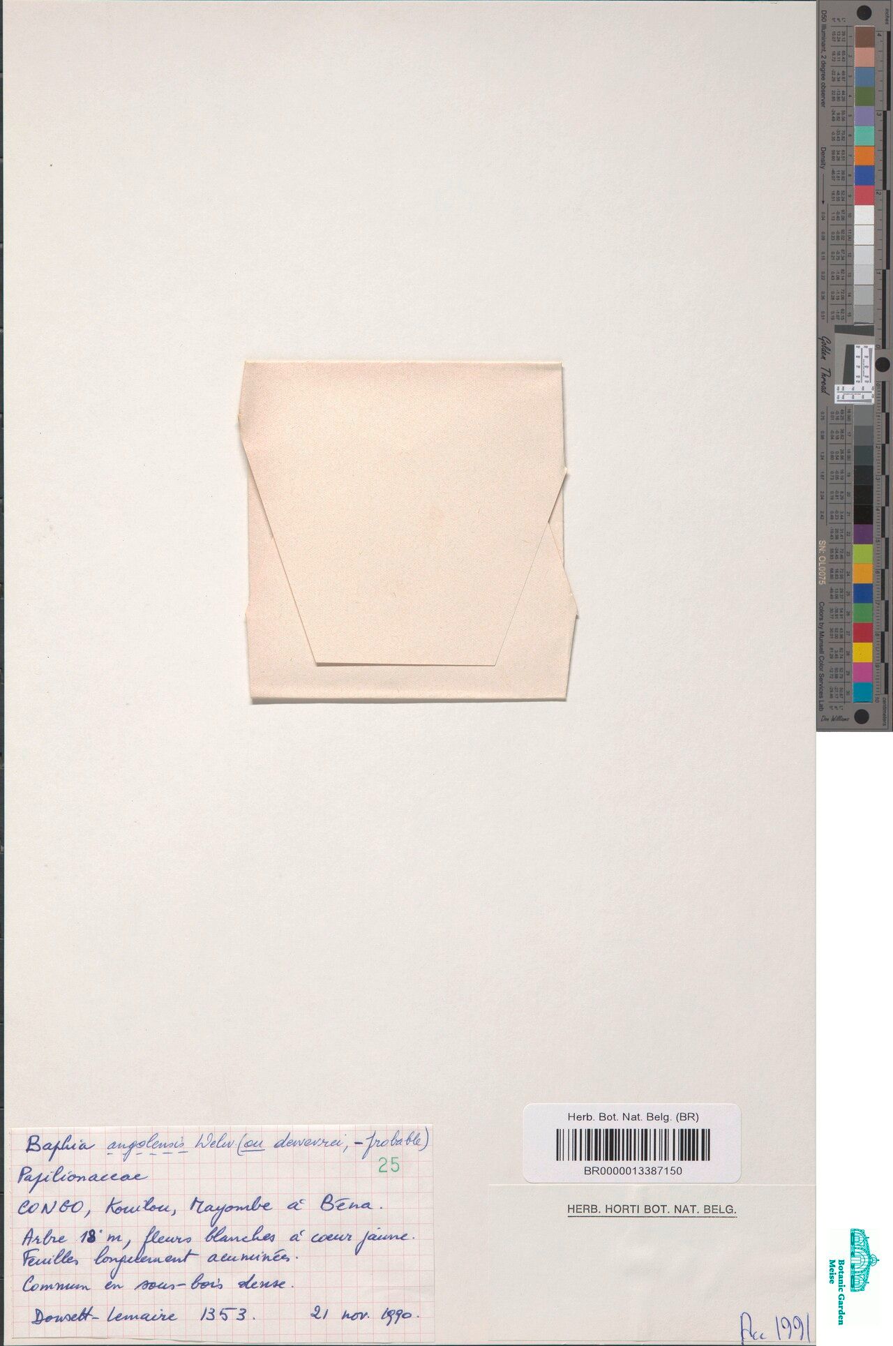 Baphia angolensis — related species from the same genus