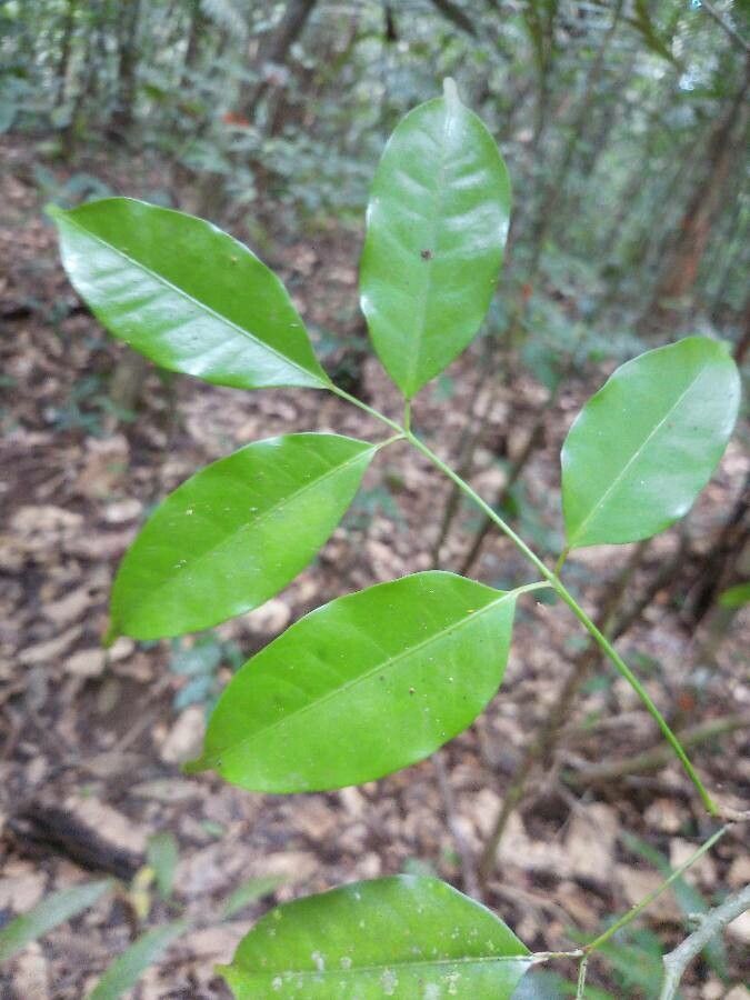 Protium plagiocarpium — houseplant care guide