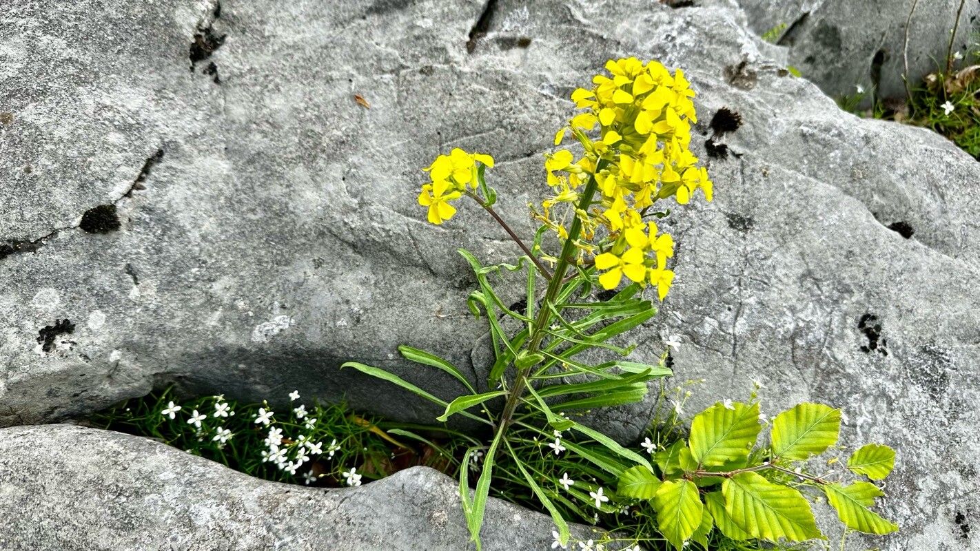 Erysimum commatum — search result for 'Erysimum'