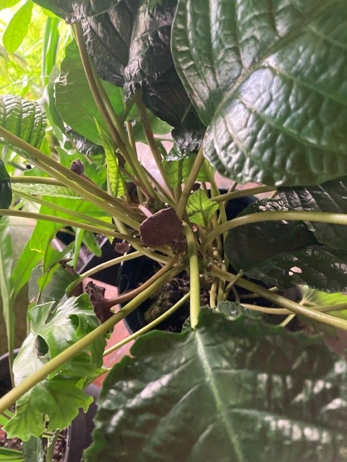 Dorstenia elata flower