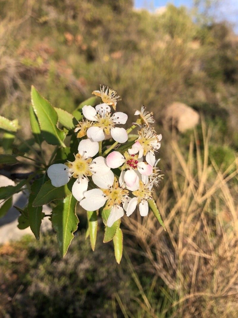 Pyrus syriaca flower
