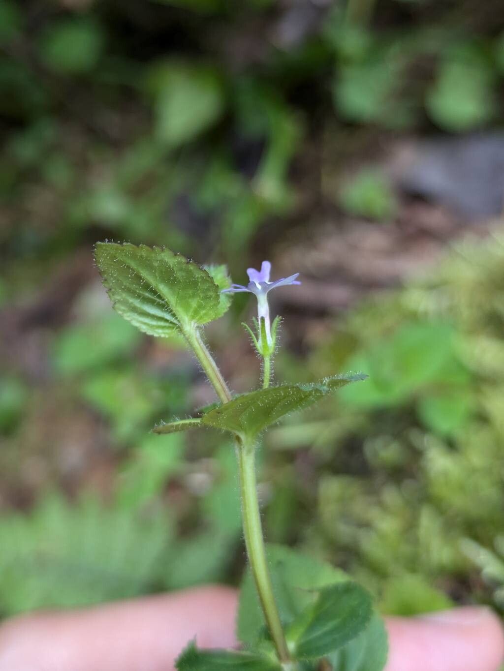 Stemodia vandellioides — houseplant care guide