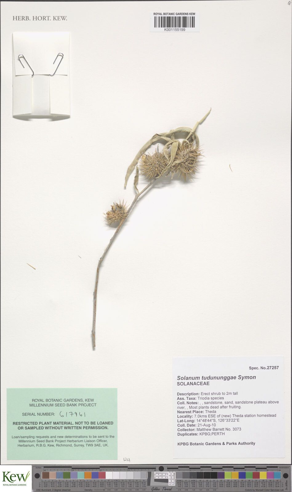 Solanum tudununggae — houseplant care guide