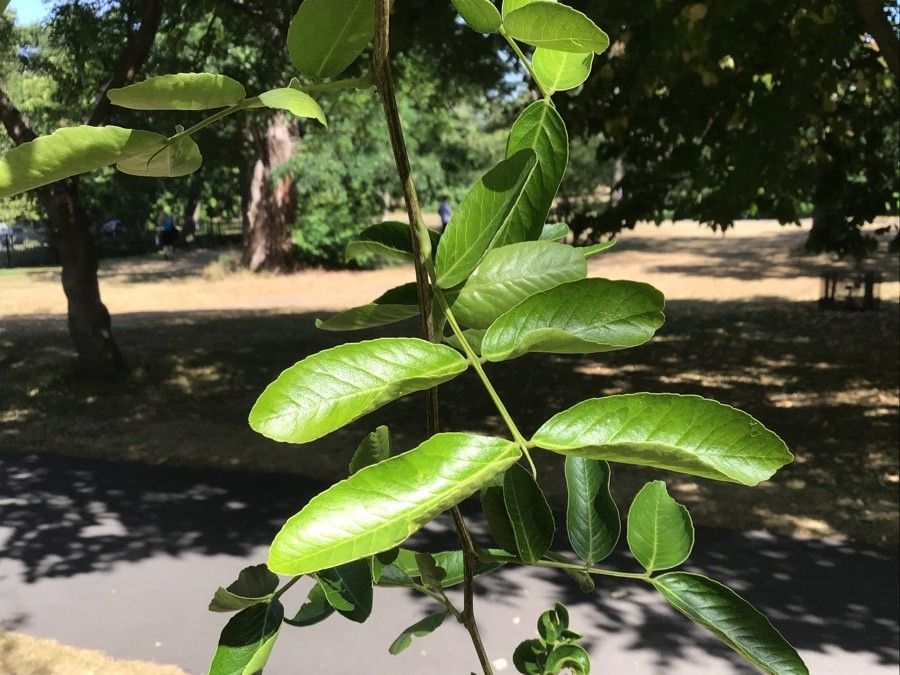 Gleditsia sinensis — difficulty easy houseplant