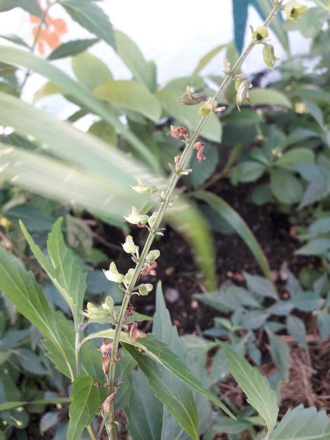 Orthosiphon aristatus fruit