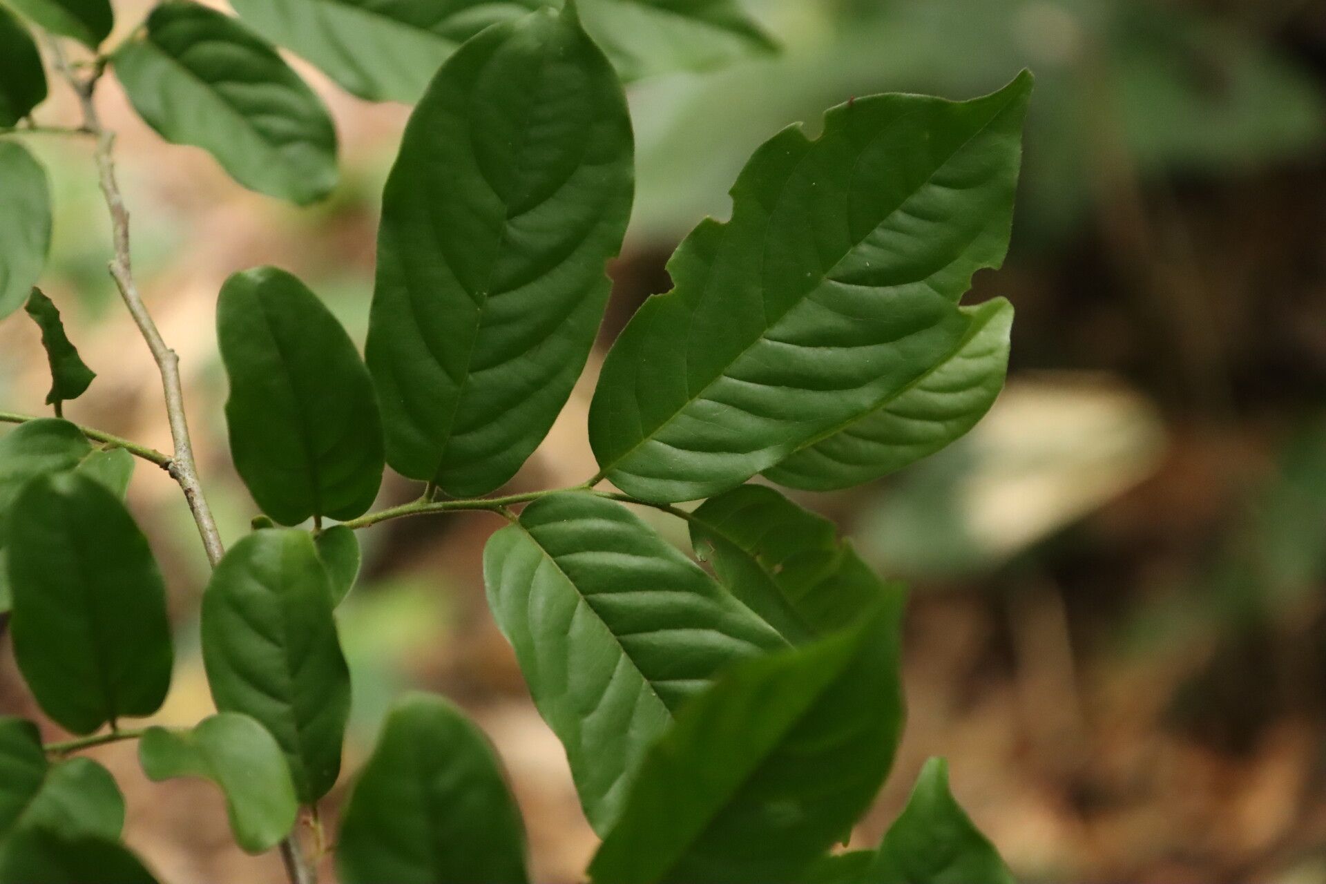 Diospyros whitei leaf