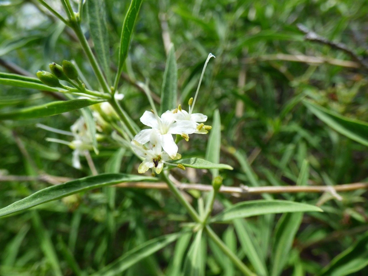 Clerodendrum heterophyllum flower