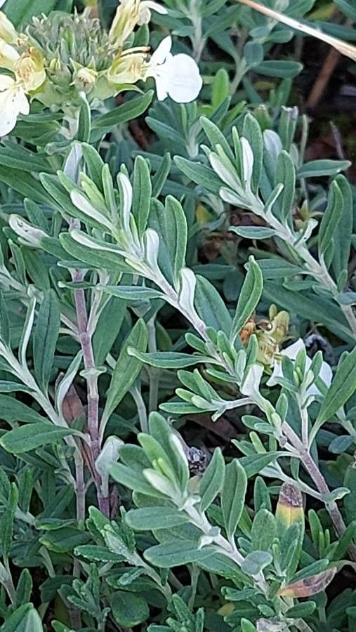 Teucrium montanum — search result for 'Teucrium'