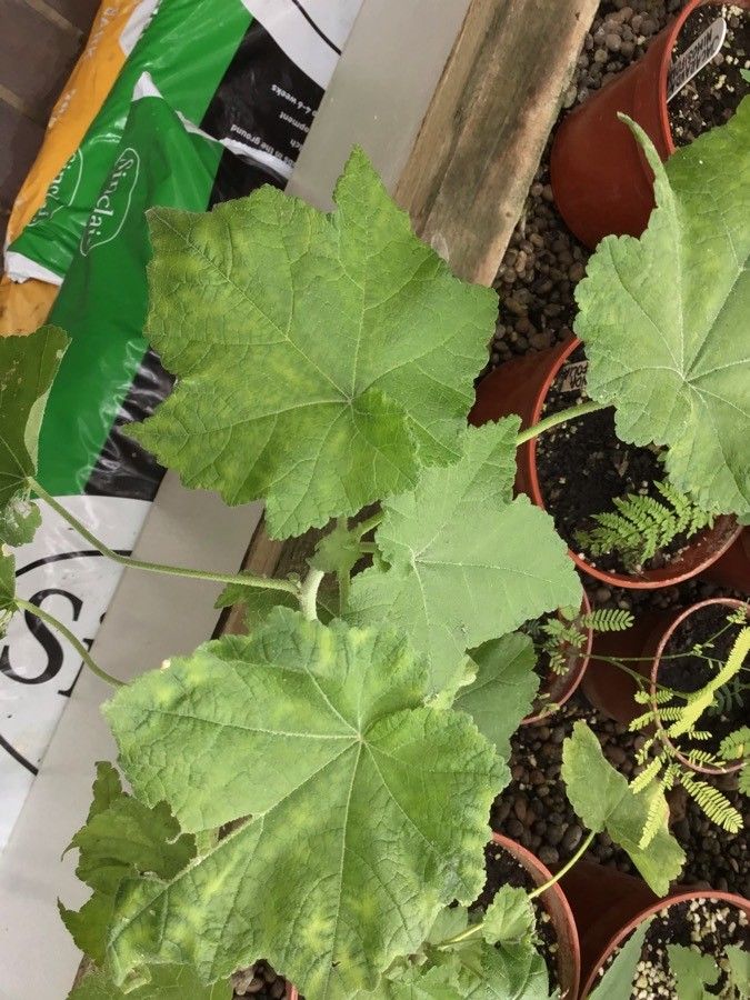 Corynabutilon vitifolium habit