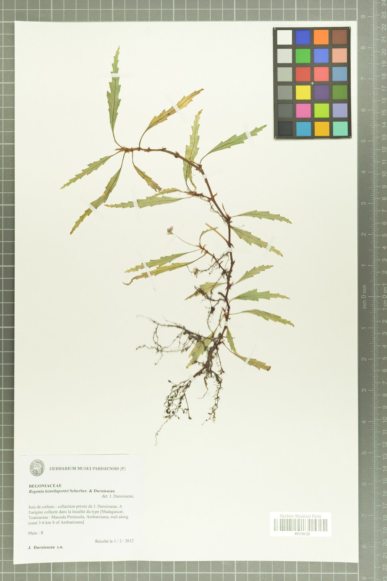 Begonia henrilaportei — houseplant care guide