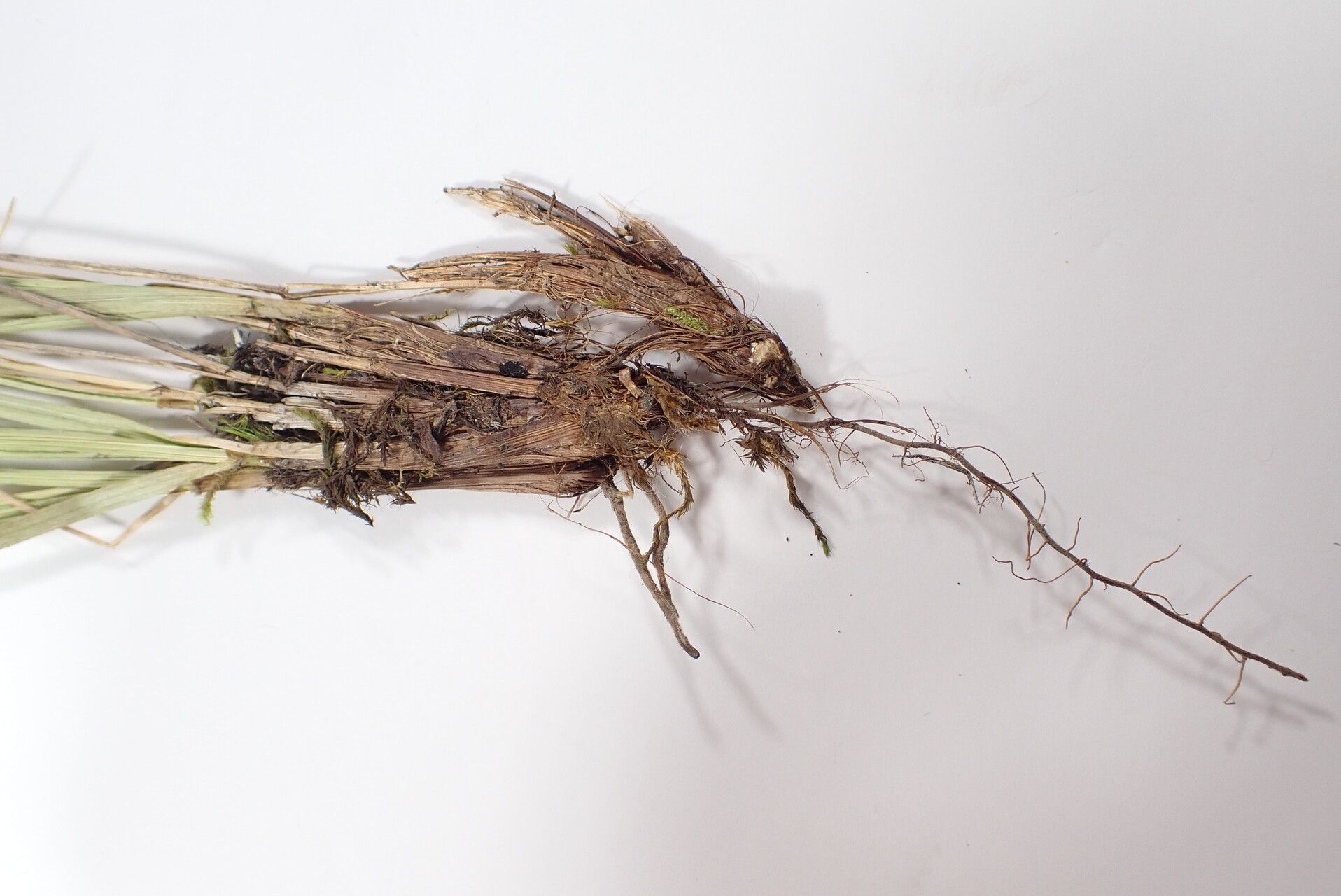 Carex esenbeckii bark