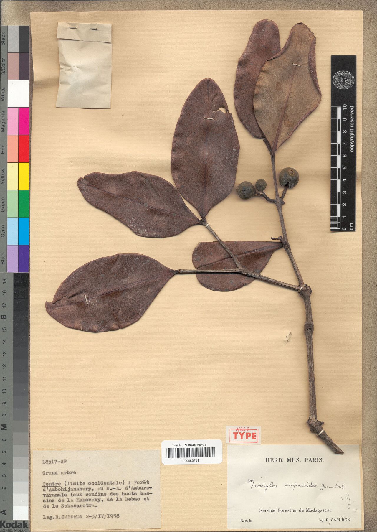 Memecylon uapacoides — houseplant care guide