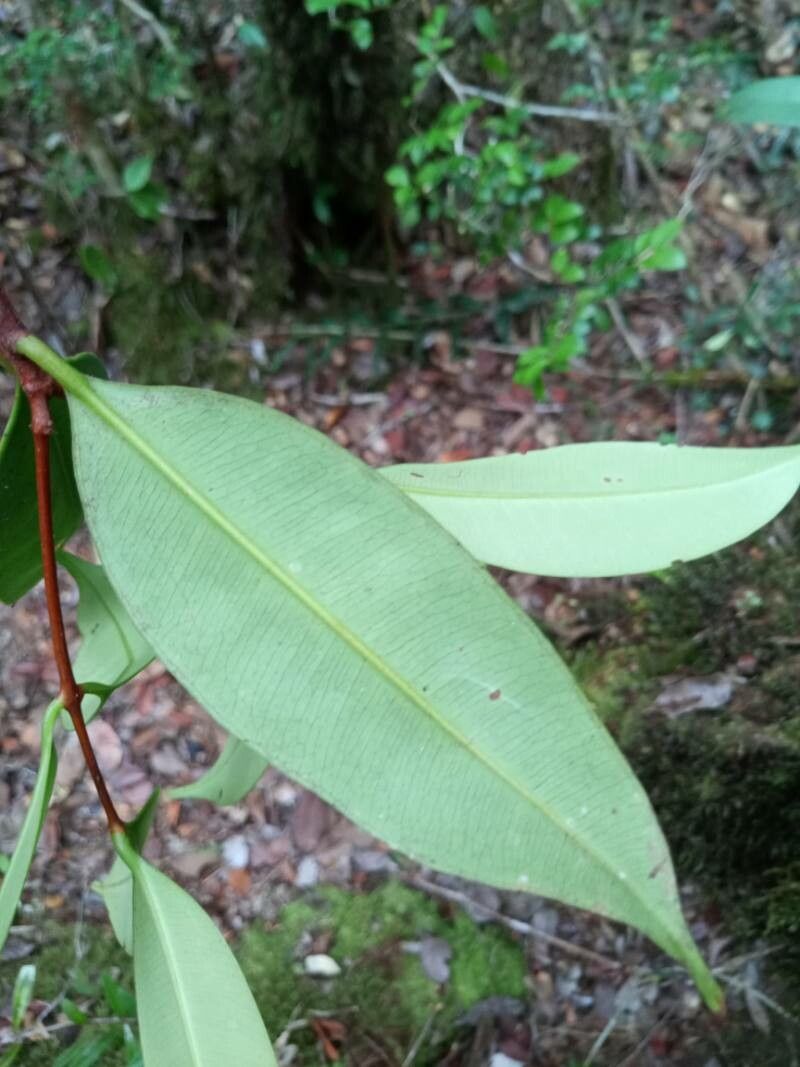 Syzygium ecostulatum leaf